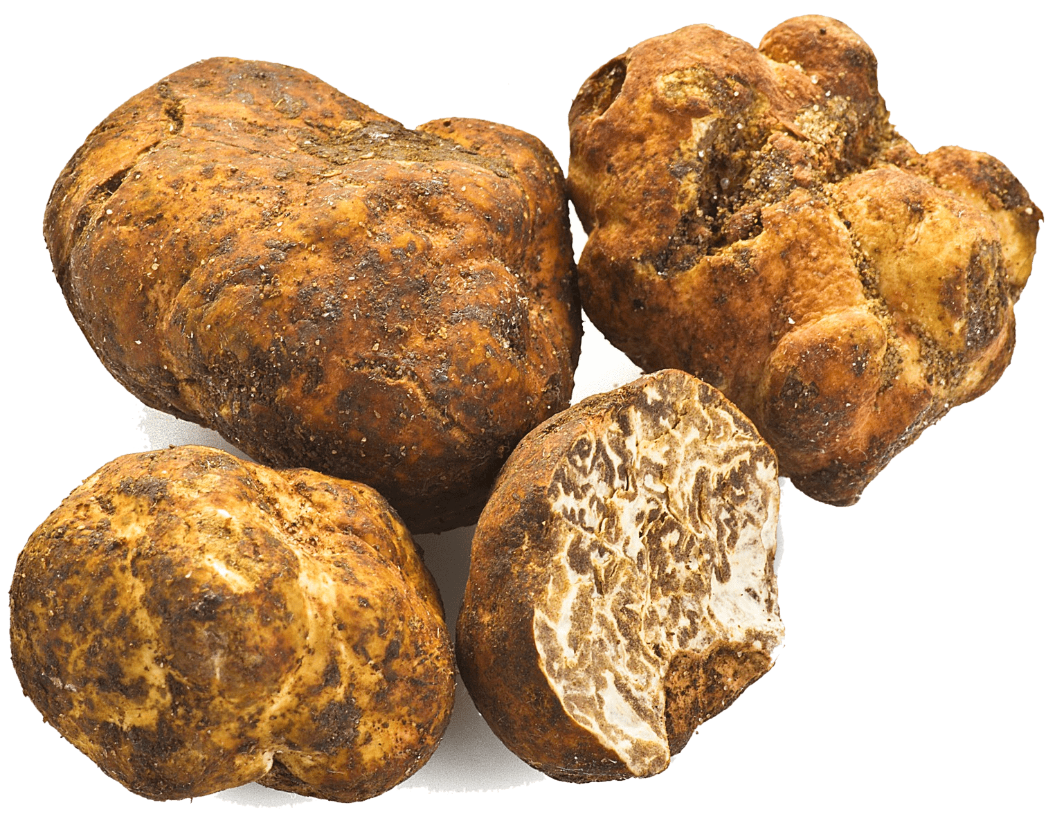 Свежий белый трюфель Бьянкетто (Tuber Borchii Vitt.)